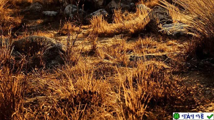 Megascans dry grassland