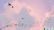 Spyderfy Boid Systems v2.6 for Blender: Tạo bầy đàn hiệu quả